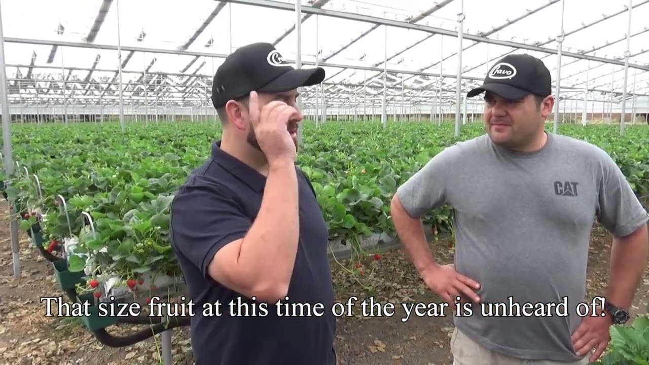 Hydroponic strawberry production continues after +40C (104F) in retractable cooling house