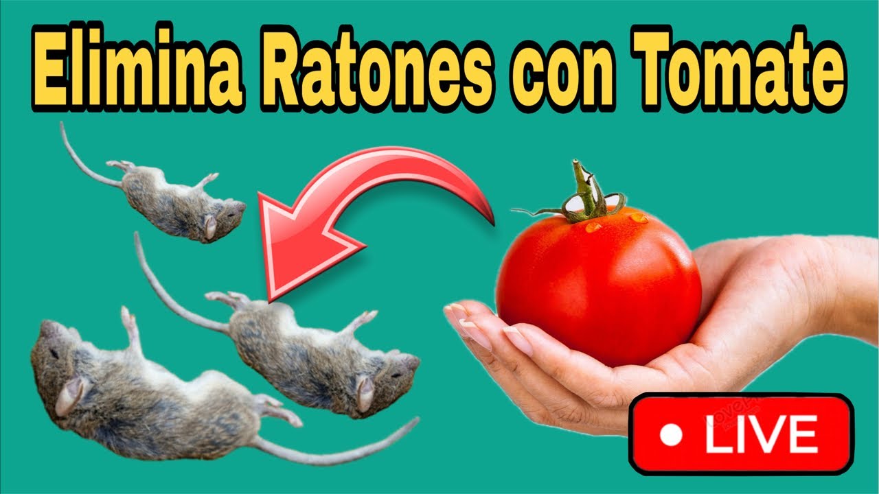 C&oacute;mo Eliminar Ratas y Ratones 🐀 Utilizando TOMATE 🍅 | 100% Casero y Eficaz