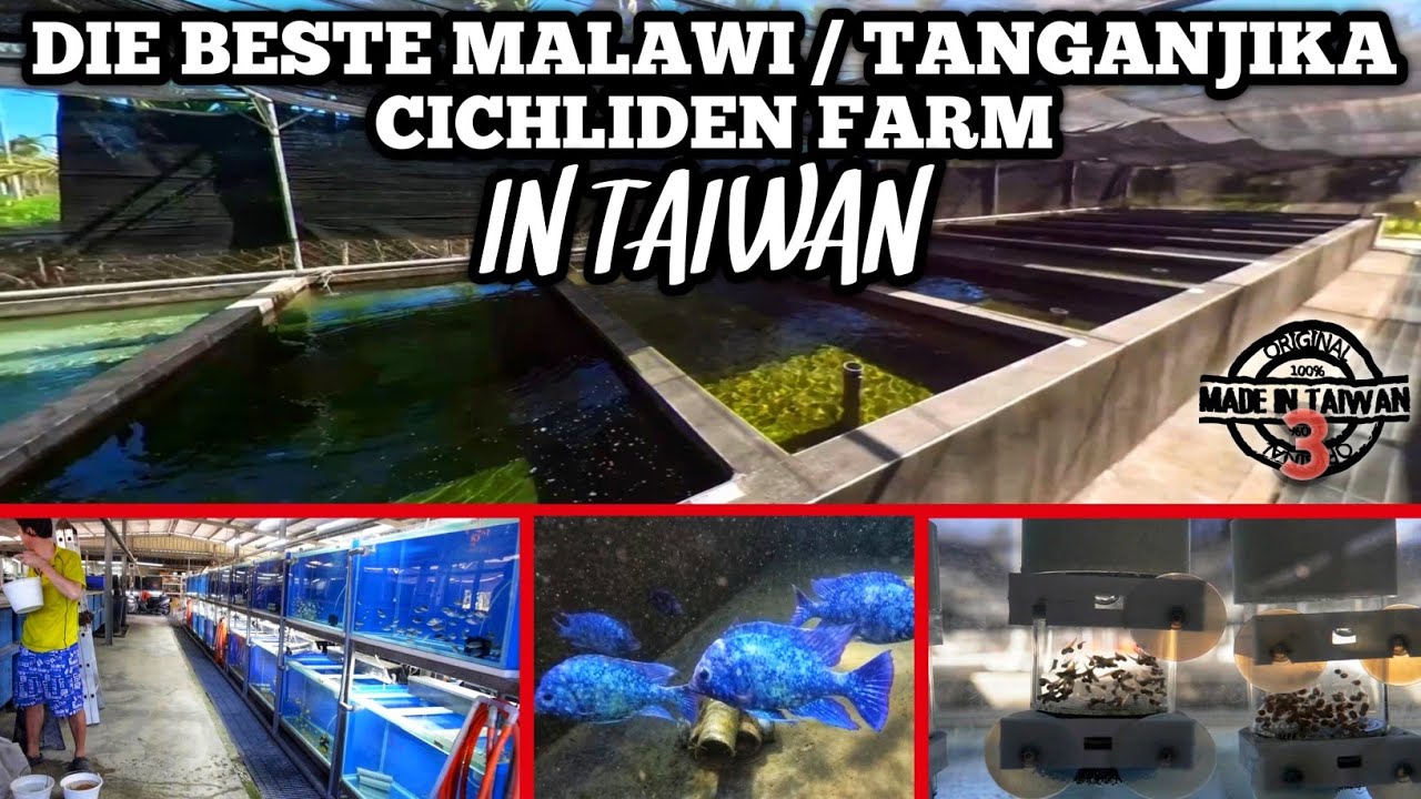 Exclusive insight into Taiwan's BEST Malawi & Tanganyika BREEDING FARM