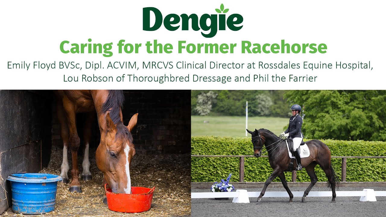 Caring for the Former Racehorse