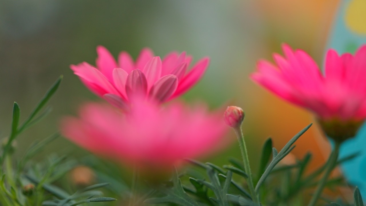 北総花の丘公園に咲く花々　Flowers blooming in Hokuso Hananooka Park