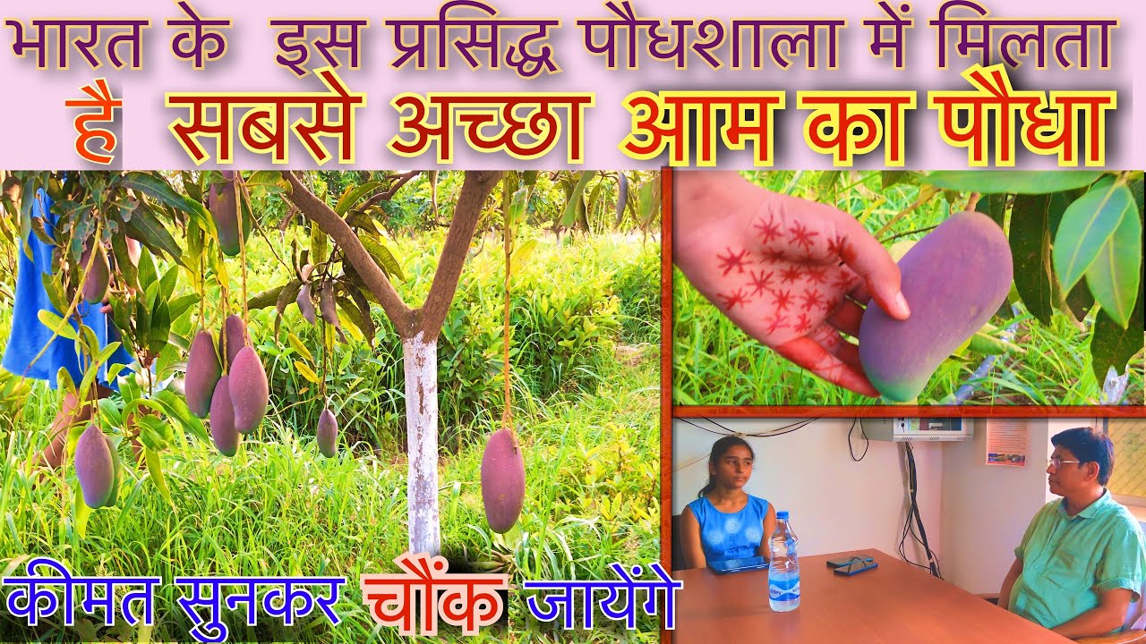 कैसे मिलेगा आम का पौधा इंडो इजराइल केंद्र से | How to buy mango plants from Indo Israel Centre #4k