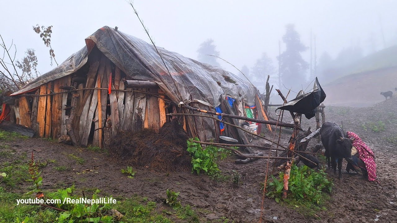 Organic Nepali Mountain Village Life During the Rainy Time | Most Peaceful Himalayan Village Life |