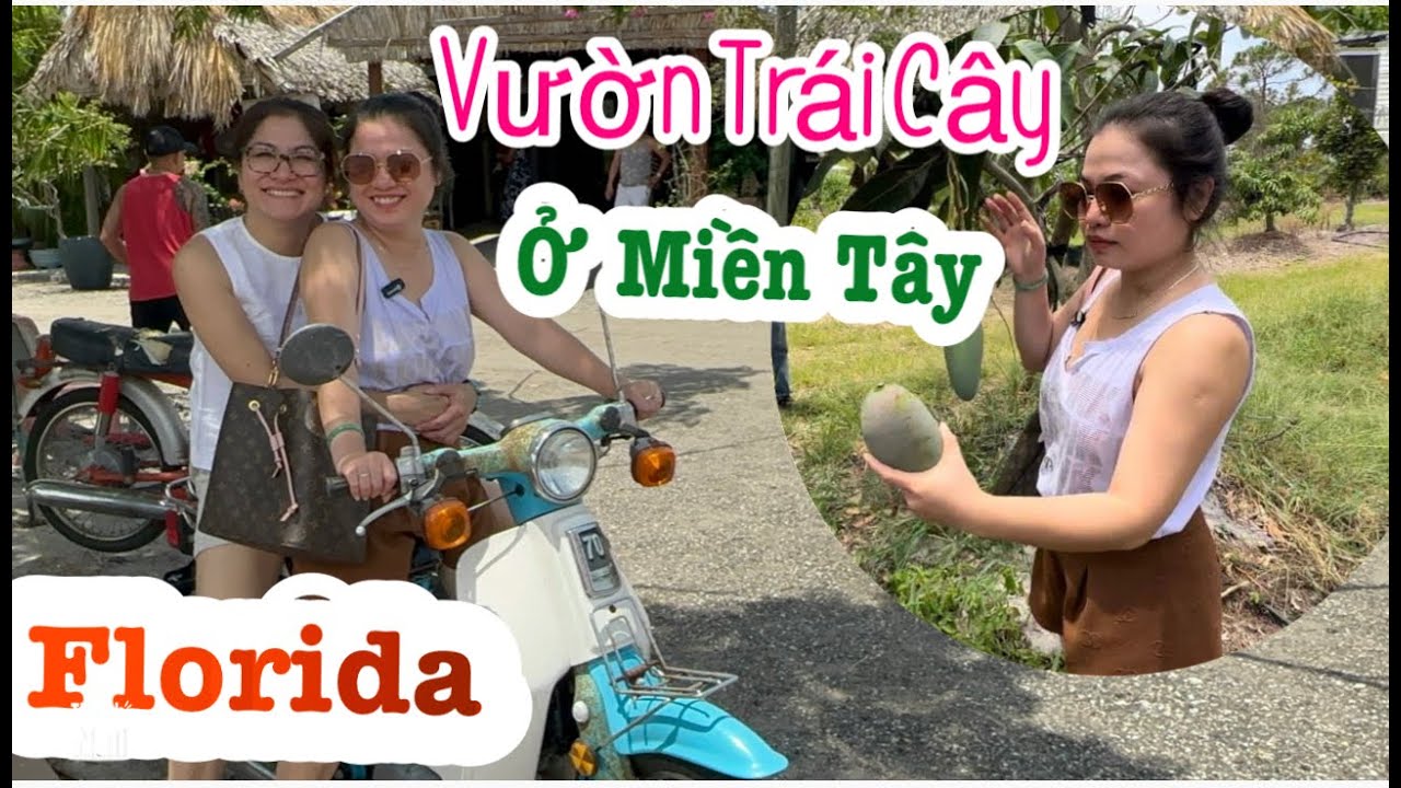 Dạo vườn trái cây ở Miền Tây Florida nước Mỹ