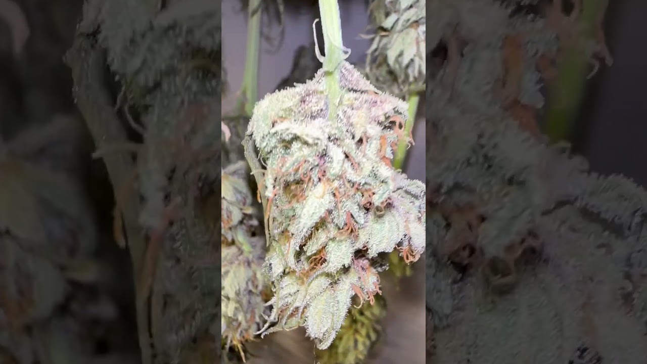 OGKush StrawberryCheese grown with  Growdots @realgrowers @ScottyReal420
