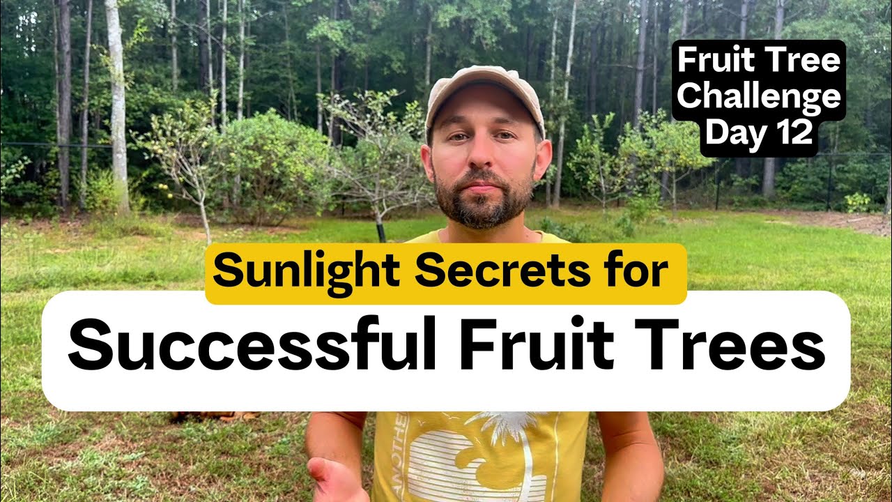 Sunlight Secrets for Successful Fruit Trees - Fruit Tree Challenge Day 12
