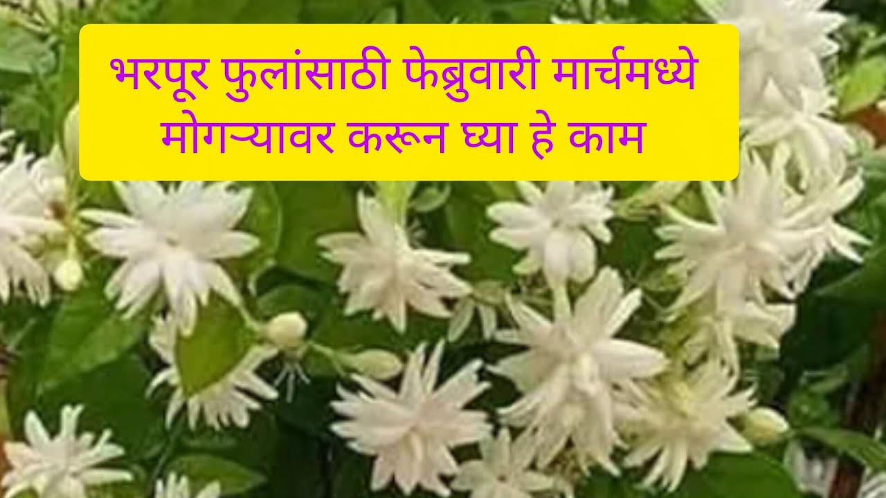 भरपूर फुलांसाठी अशी घ्या मोगर्‍याची काळजी || Pruning Repotting Fertilizer ||👍