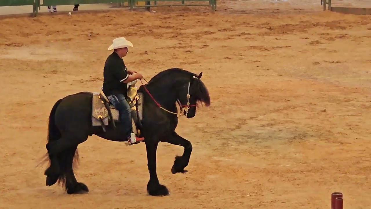 HERMOSO BAILA EL CABALLO🐎