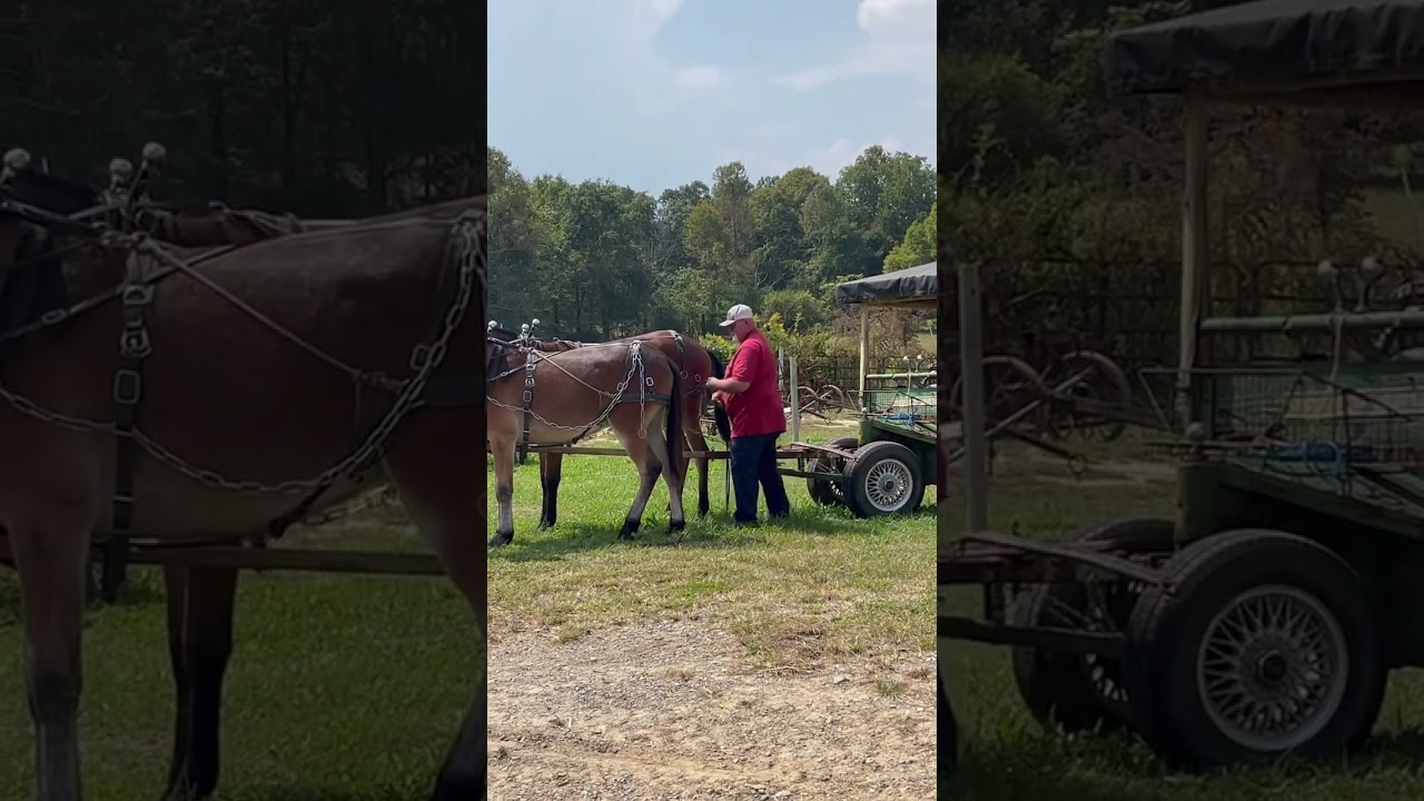 Mules in training 12 days on these colts driving out and hooking up one man