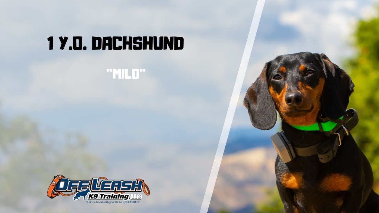 DACHSHUND / DOG TRAINING