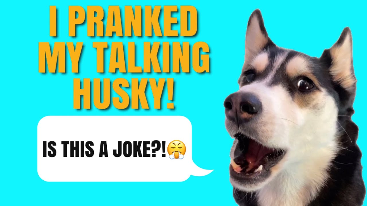 Pretending to throw treats! | My HUSKY got MAD!