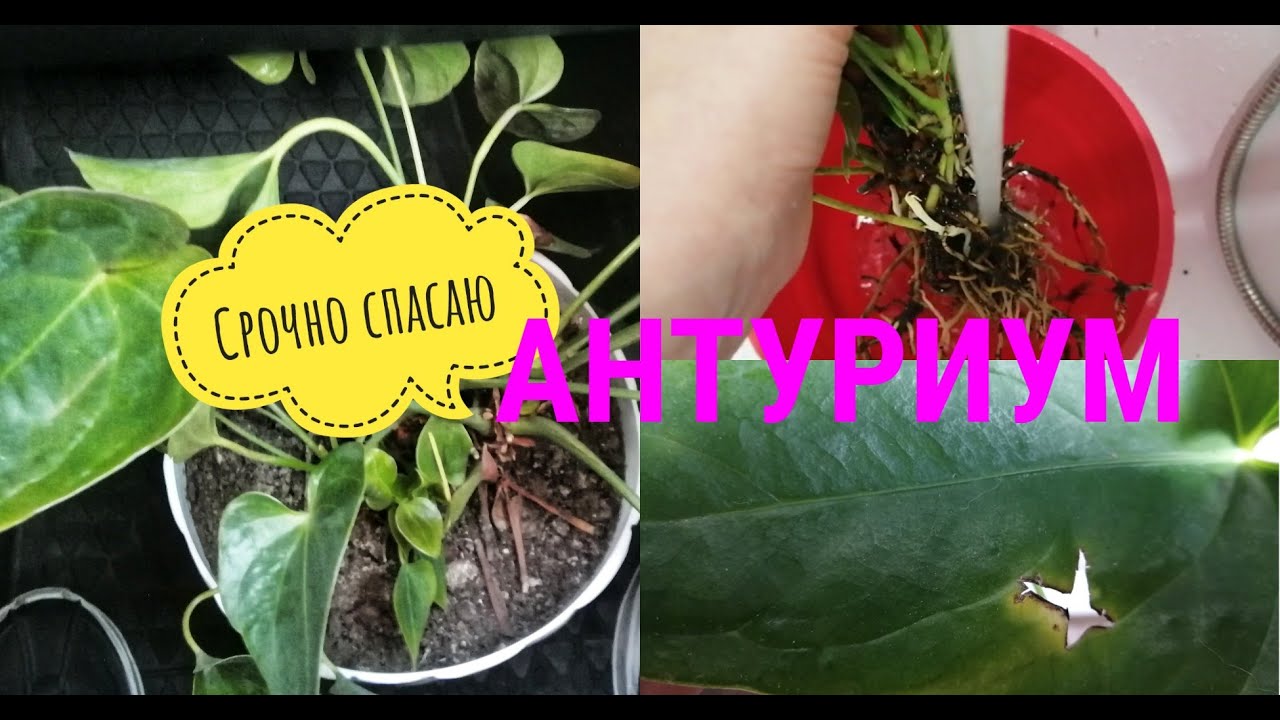 Спасаю антуриум с Авито. Показываю первые результаты.