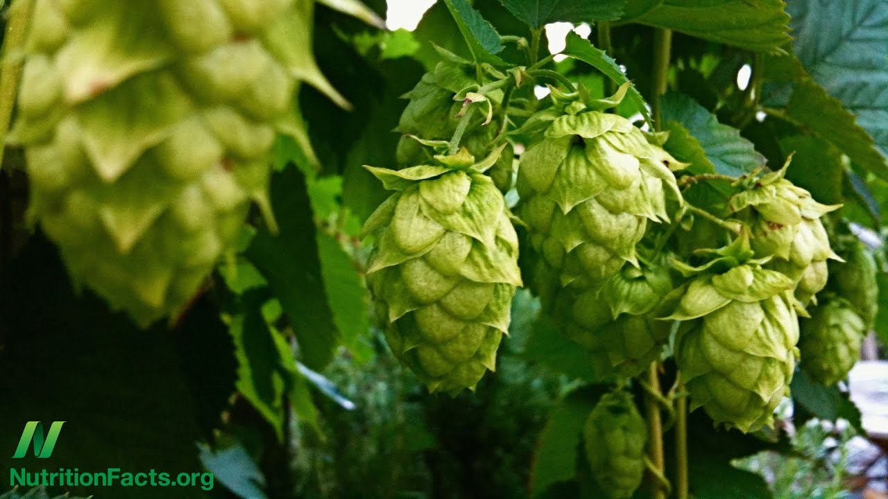 What are the Effects of the Hops Phytoestrogen in Beer?