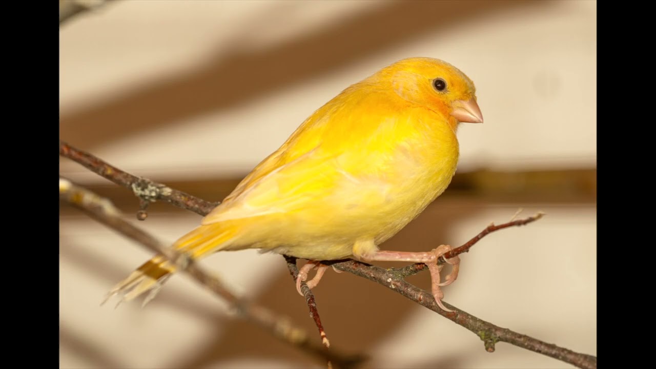 Yellow Bird ( Guitar Instrumental) (Cover)