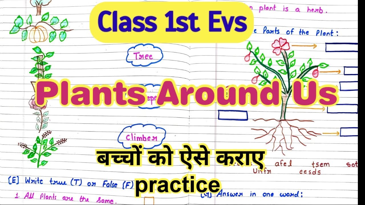 Evs Worksheet of Class 1st || Evs Exam Preparation Sheet for Grades 1st || Class 1 Evs