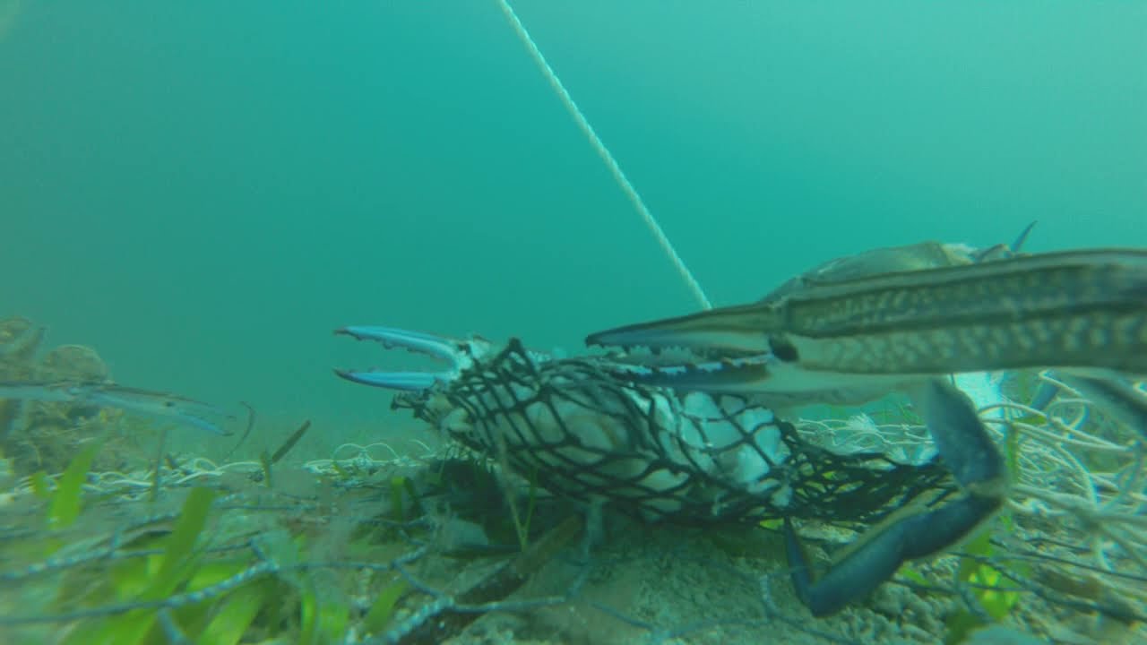 Gopro Crabbing - Wallaroo South Australia - April 2015