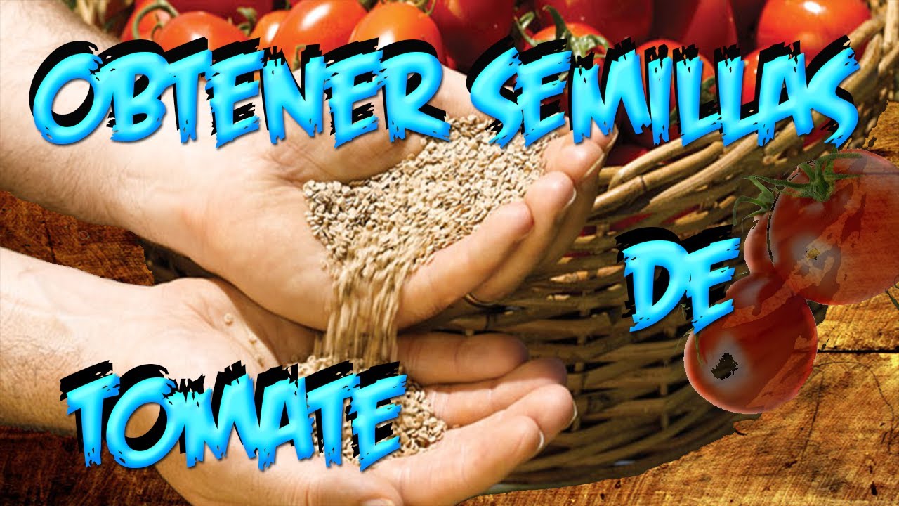 Como Conseguir Semilla De : Tomate || Semillas Organicas || La Huertina De Toni