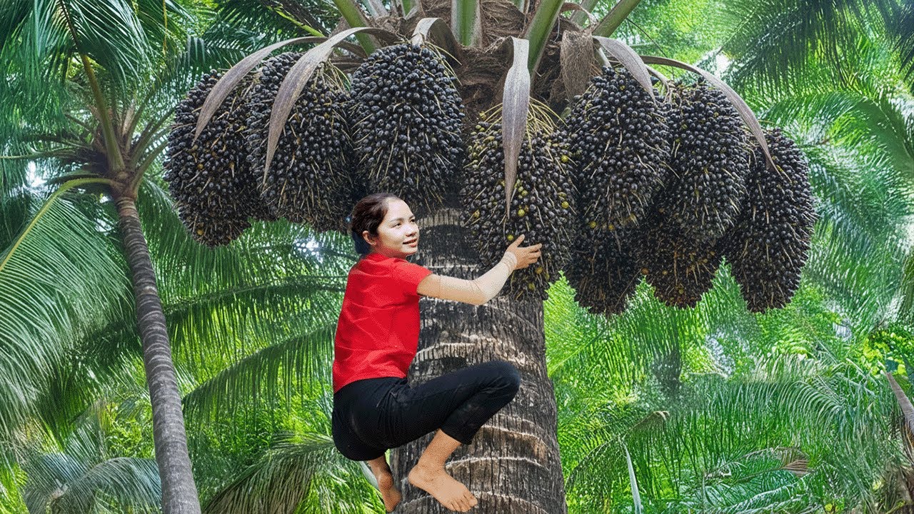 Hanna Harvest Palm Fruit: Picking Huge Bunches of Black Diamonds to sell at the market