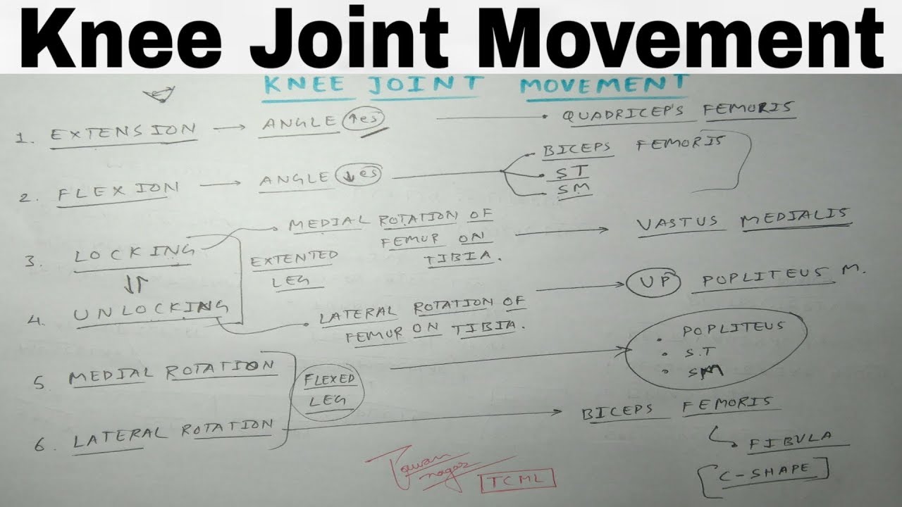 Knee Joint Movement | TCML