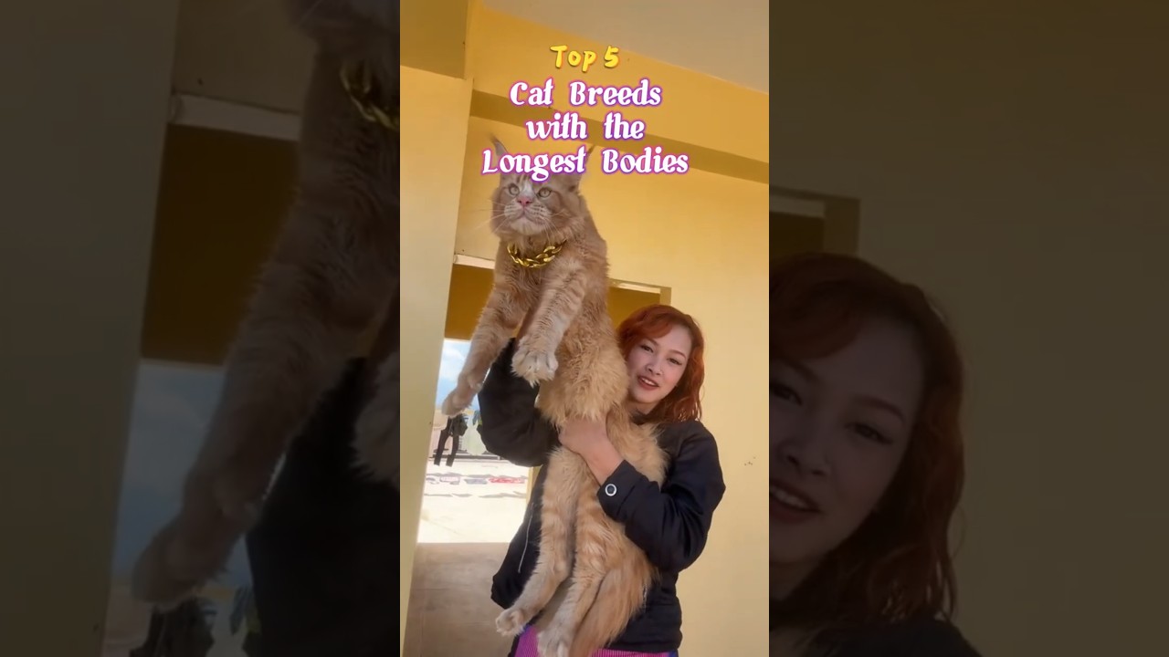 Top 5 Longest Cat Breeds (One Reached 47 Inches!) 