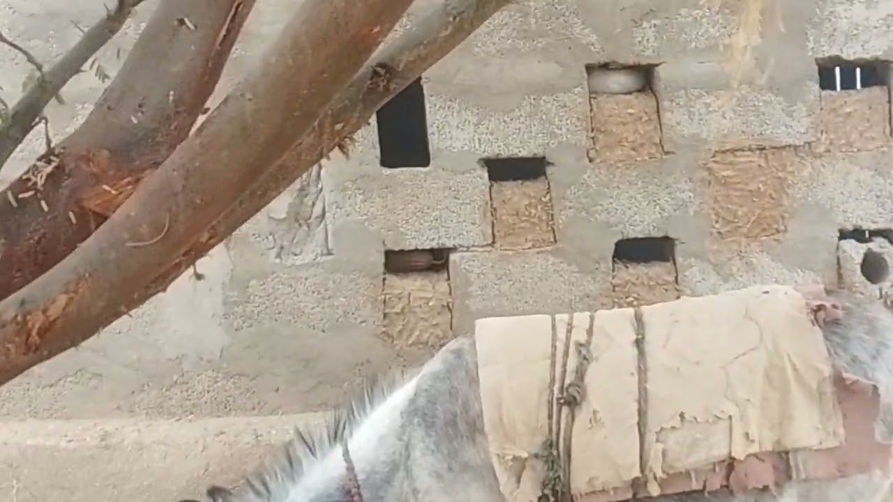 New funny 🤣🤣 donkey 