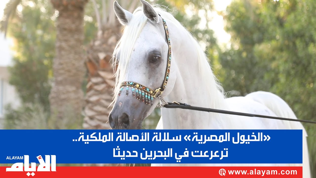 «الخيول المصرية» سلالة الأصالة الملكية.. ترعرعت في البحرين حديثا