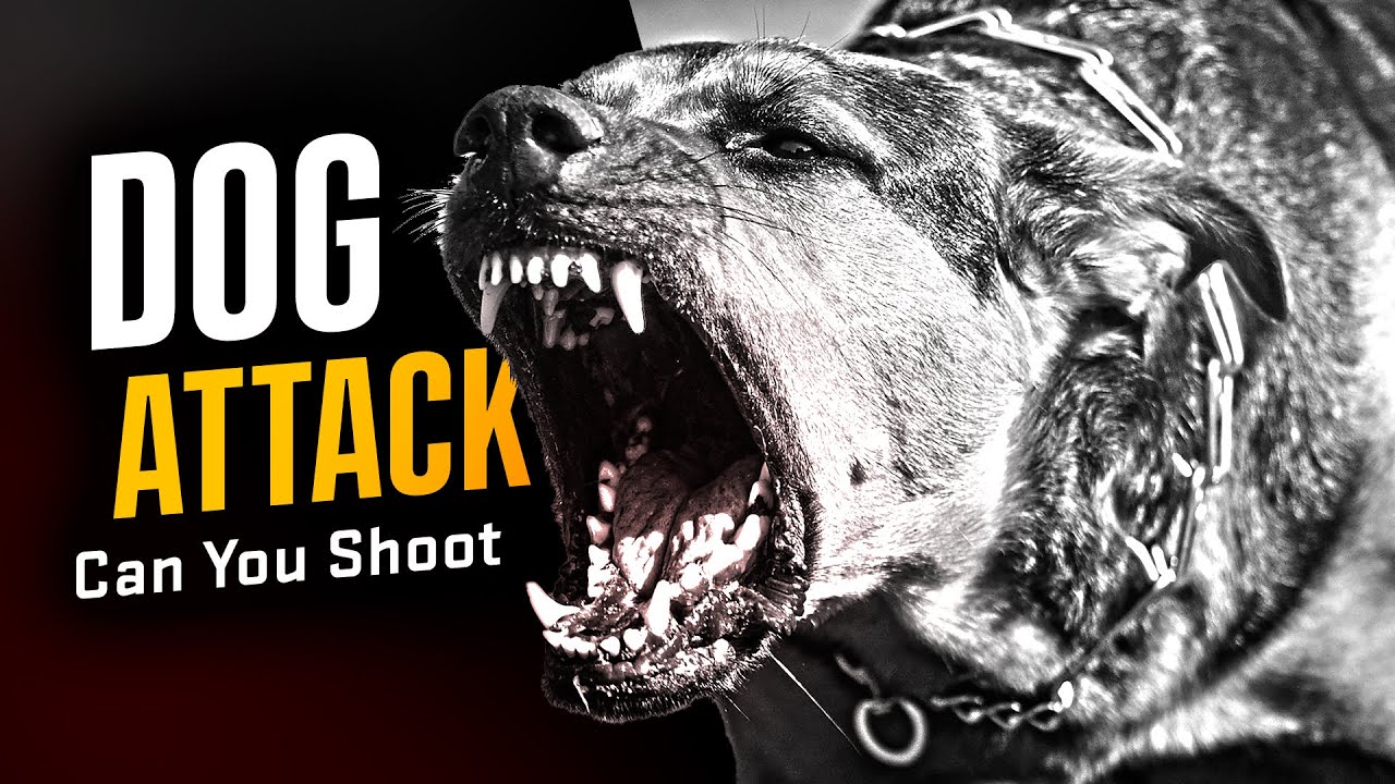 Can You Use Deadly Force On A Dog? (Or Is It Illegal)