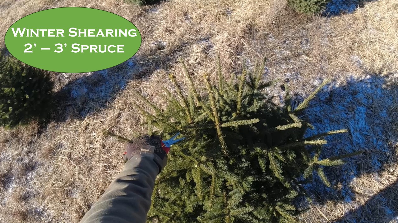 Winter Shearing 2–3’ Spruce Trees | Christmas Tree Grower Technique