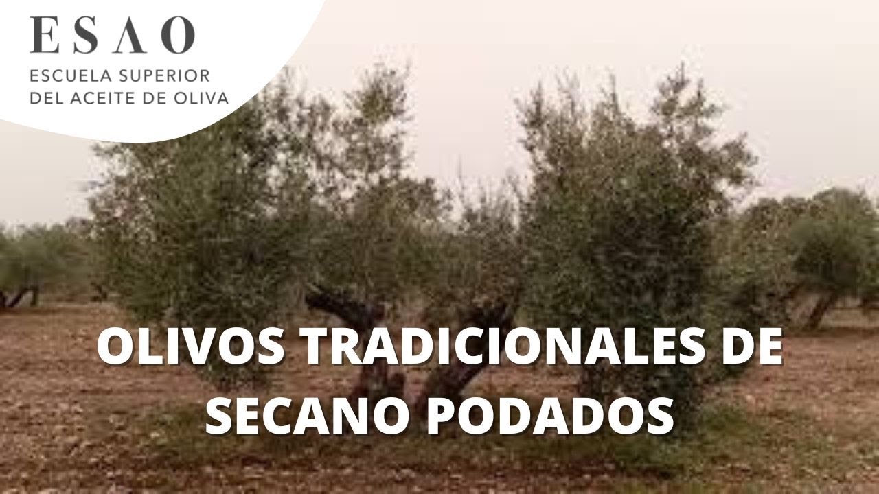 Olivos tradicionales de secano podados como muestra el año pasado. Villafranca de Córdoba