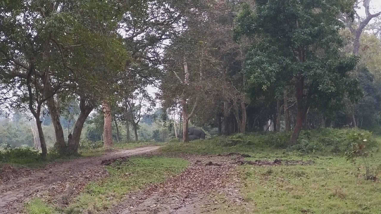 Rhino mating in Agoratoli range, Kaziranga National Park ( Part 1)