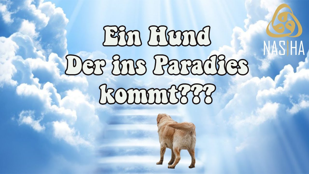 Qitmir - Der Hund, der ins Paradies kommt! | Nasiha