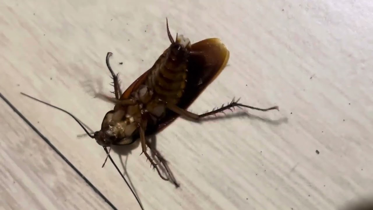 I sang One Kiss by Dual lipa to cockroach, 1 cockroach down 😎🪳