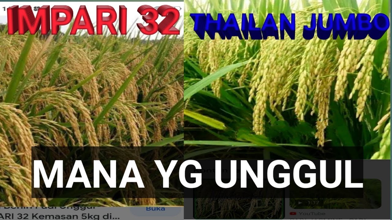 MENGHITUNG POTENSI HASIL PADI THAILAN JUMBO AROMATIK DAN IMPARI 32