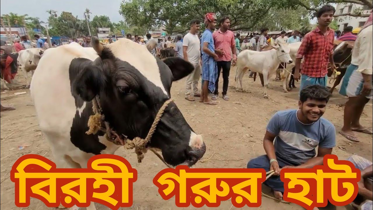 🐄 এই হাটে ছোট গরু থেকে শুরু করে🐄 বড় গরু কি দামে বিক্রি হচ্ছে দেখো🐄।।@Mrexplorer000