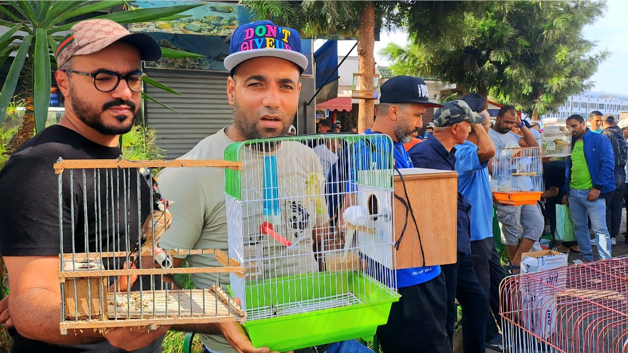 سوق القريعة للطيور والحيوانات بالدار البيضاء 🇲🇦اليوم السبت 2025/9/20  قورع وطواط الحداد خير موجود