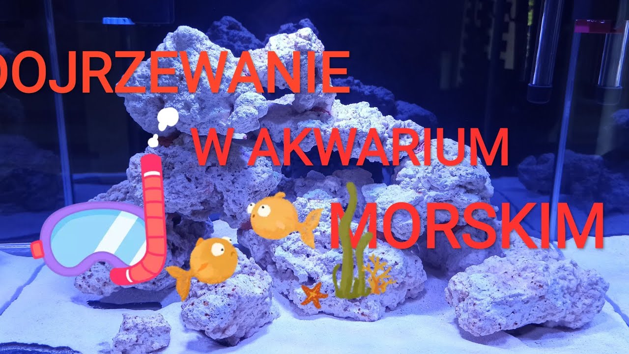 Dojrzewanie akwarium morskiego