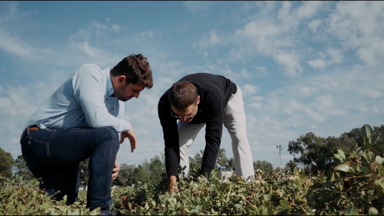 El origen del cacahuete | Importaco frutos secos