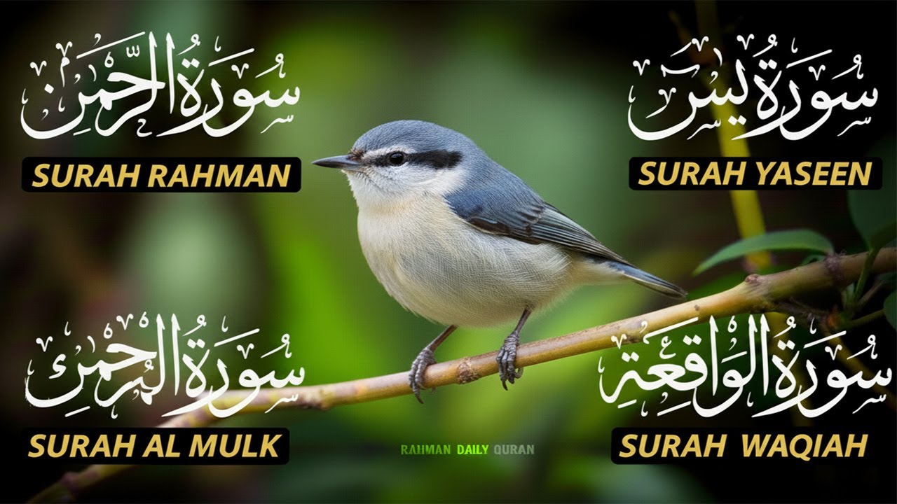 Beautiful Surah Yaseen (Yasin) | Surah Rahman | Surah Waqiah | Surah Mulk |