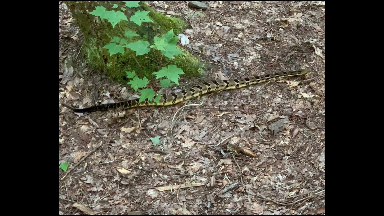 Rattler in camp! Cohutta Wilderness Rice Camp Trail to Jacks River Trail