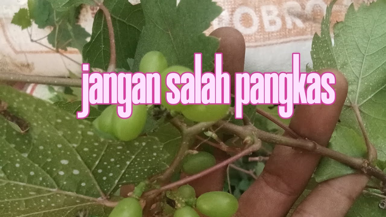 AWASSS!!!!! Pangkas pembuahan yg salah