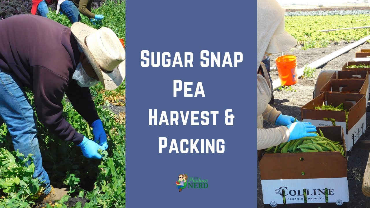 Pea Harvest & Packing (Sugar Snap Peas) in California