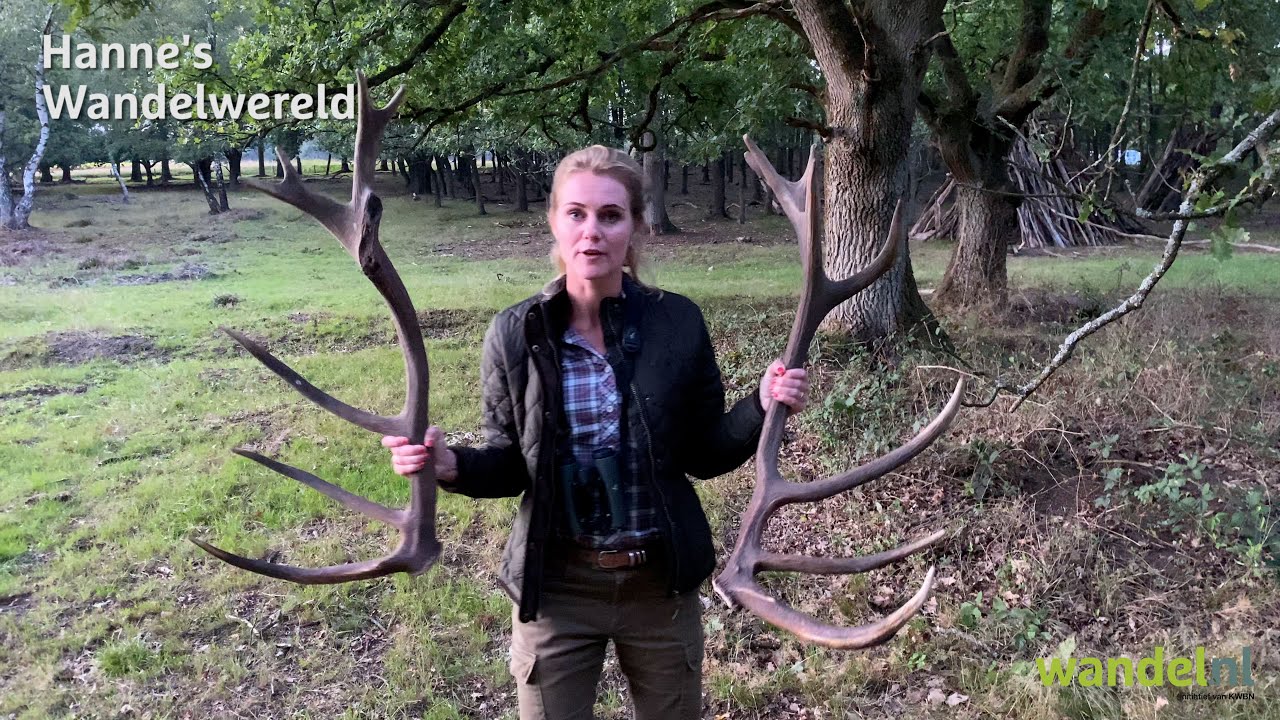 Hertenbronst - Hanne's Wandelwereld