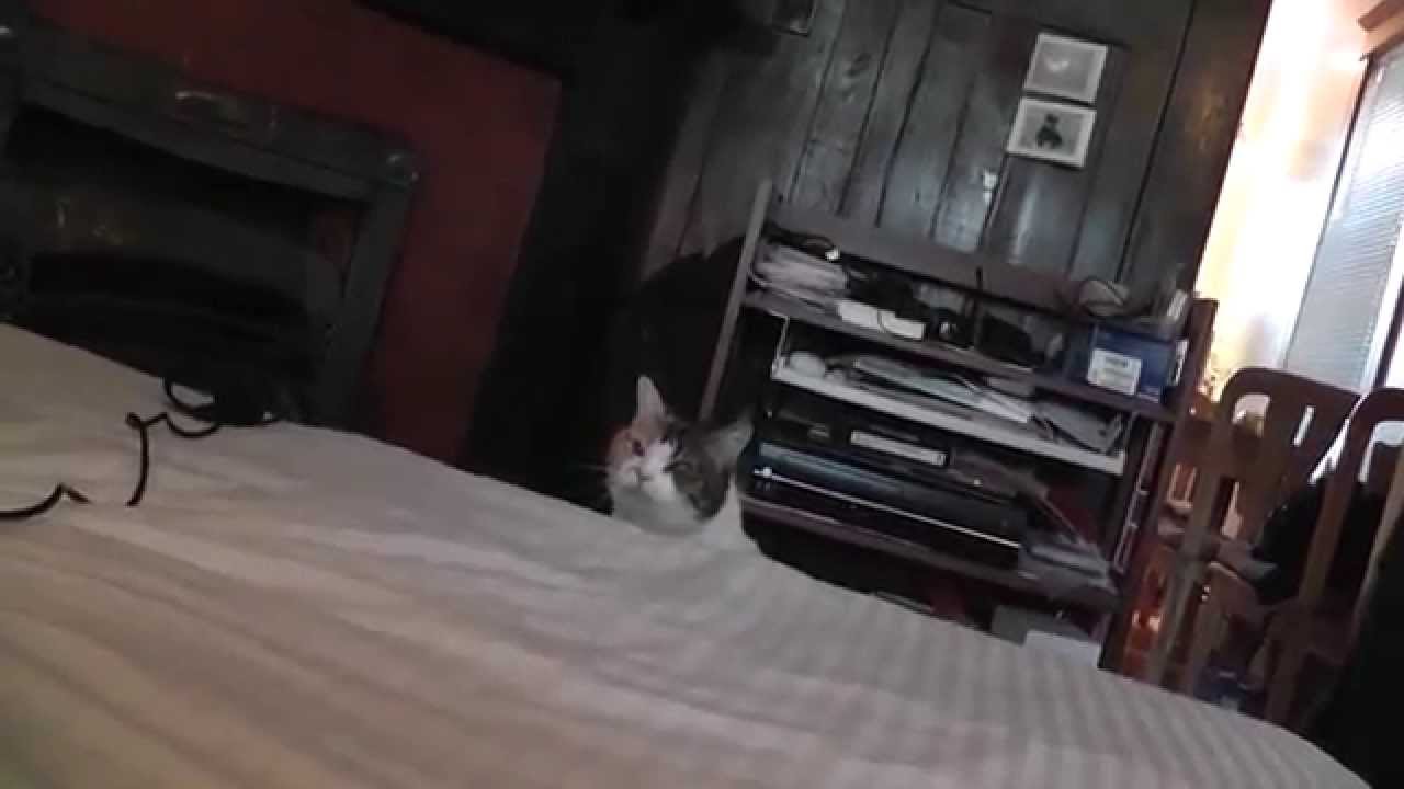 (There's No) Talking To Ginger The Cat