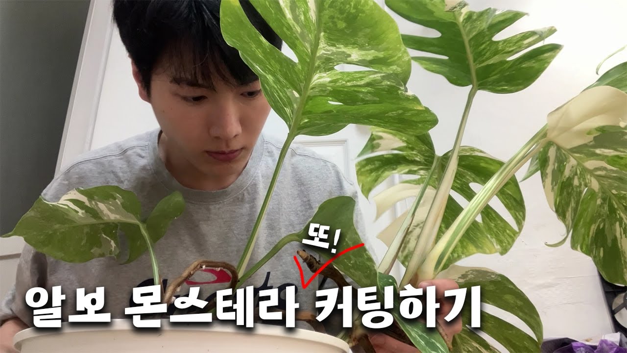 1년만에 알보 몬스테라 잎 한장에서 다시 8장으로! 그리고 커팅!