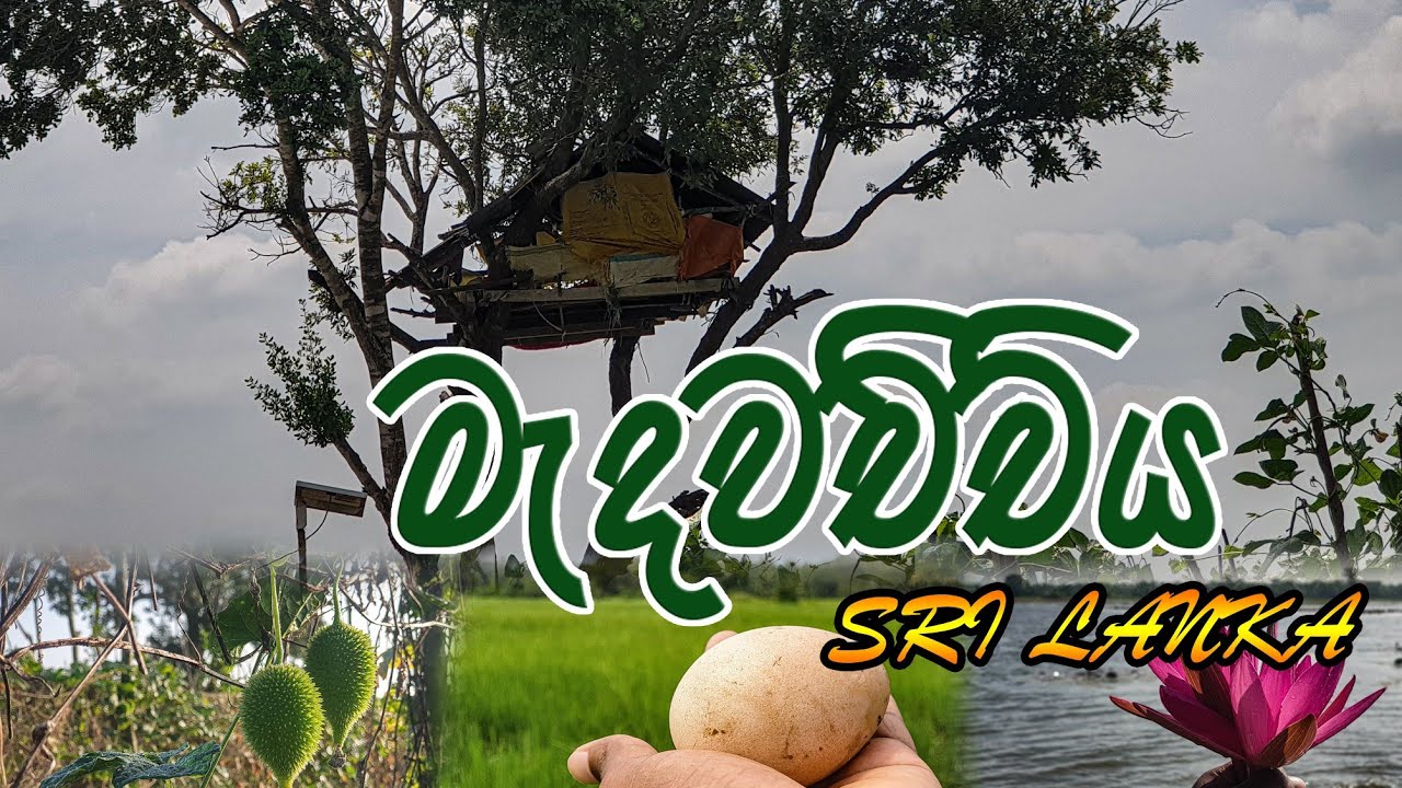 MEDAWACHCHIYA | මැදවච්චිය