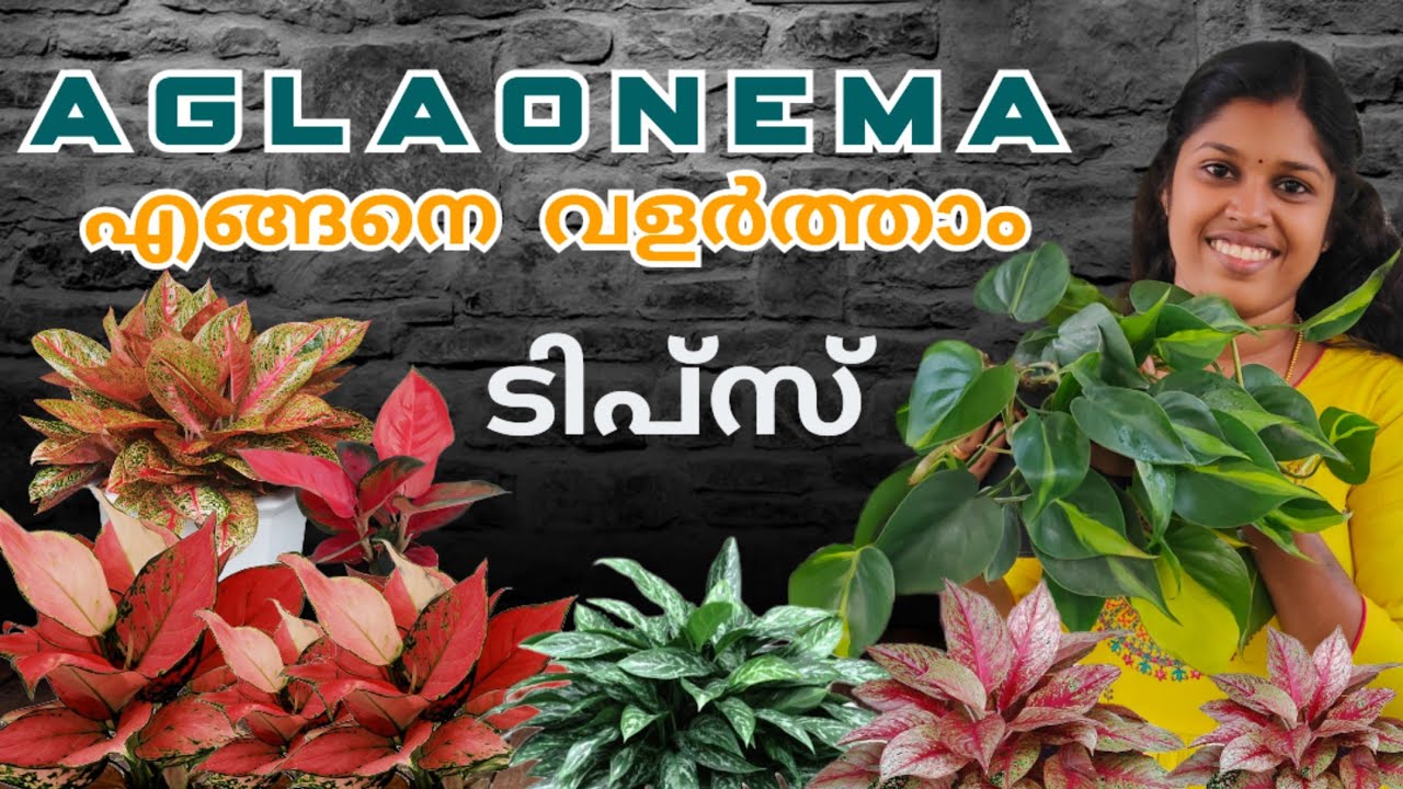 Aglaonema healthy ആയി വളരാൻ ഞാൻ ചെയ്യുന്ന കുറച്ച് കാര്യങ്ങൾ #Aglaonema #Growingtips #fertilizer 