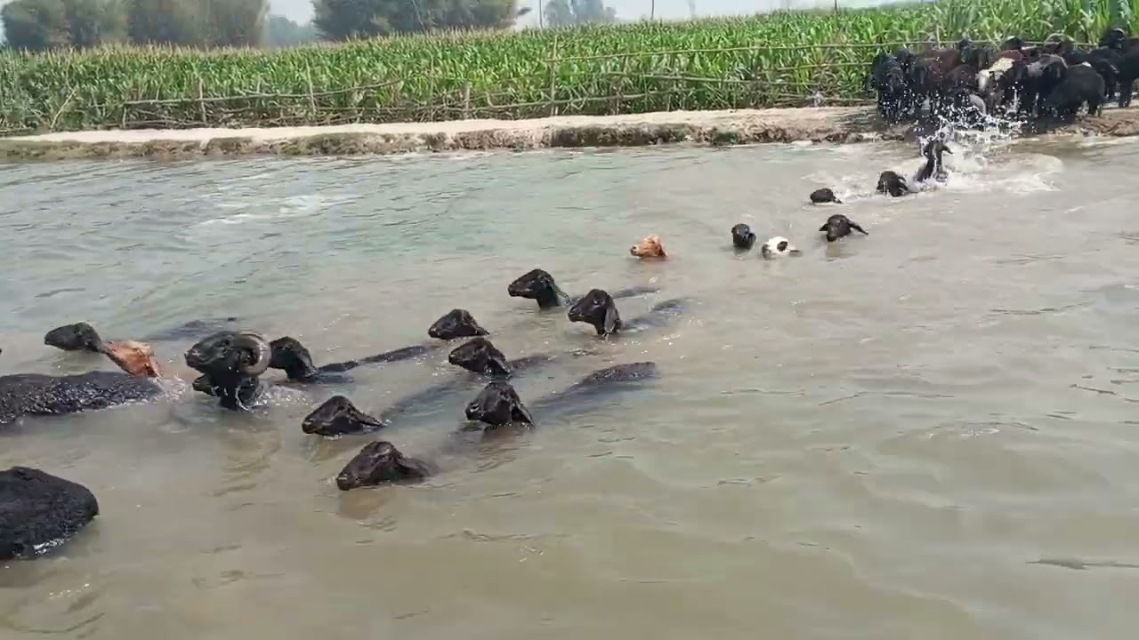 लाेपाेन्मुख भेडा