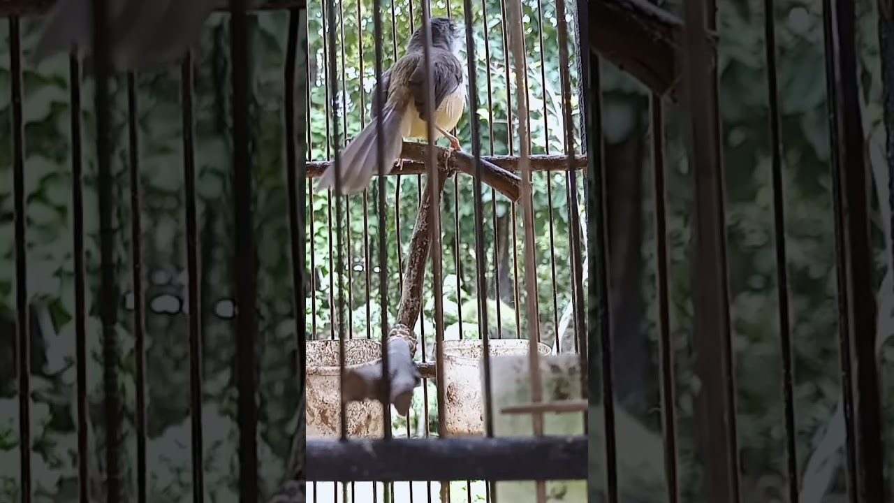 ciblek tebu gacor andalan pikat