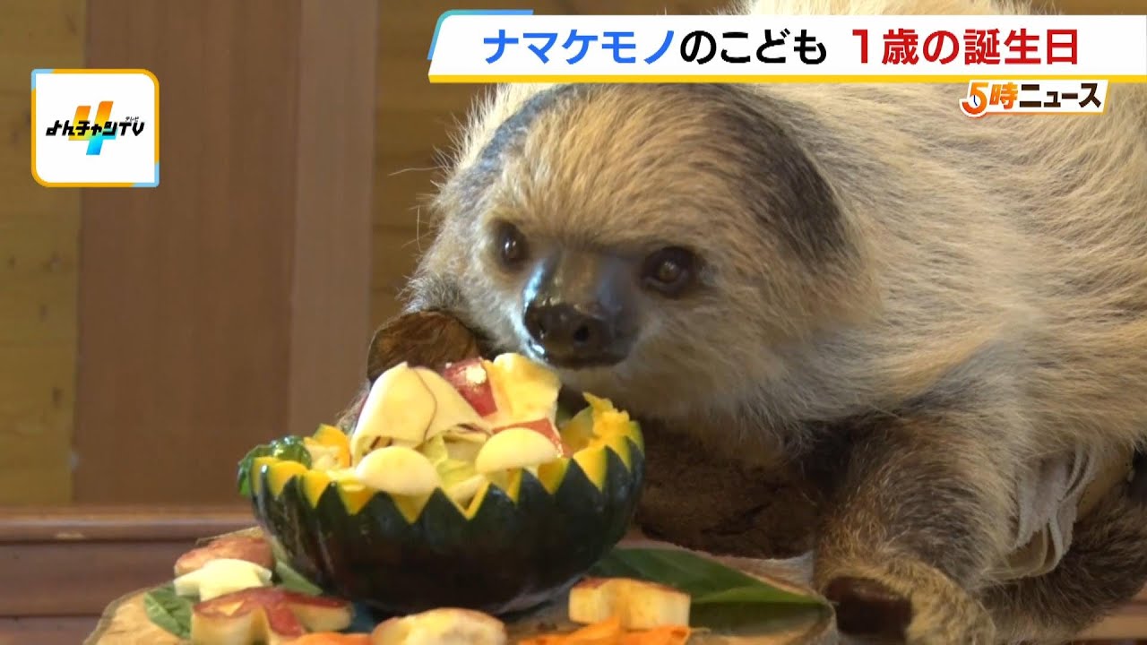 わんぱくな姿はまるで“やるき”もの！？ナマケモノの子どもが１歳の誕生日　誕生時６４０ｇだった体重は５ｋｇに　和歌山・アドベンチャーワールド（2025年8月28日）