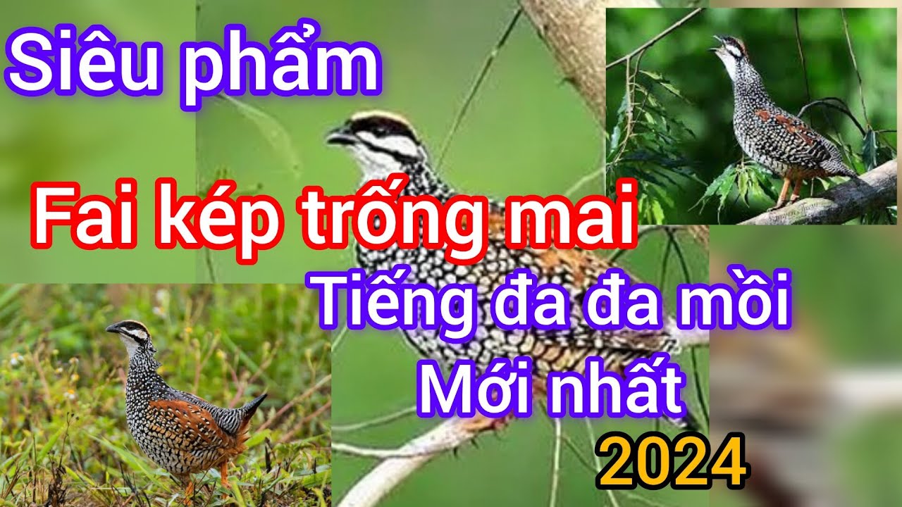 Siêu phẩm đa đa mồi trống mái mới nhất 2024. Bổi bể cũng về đội